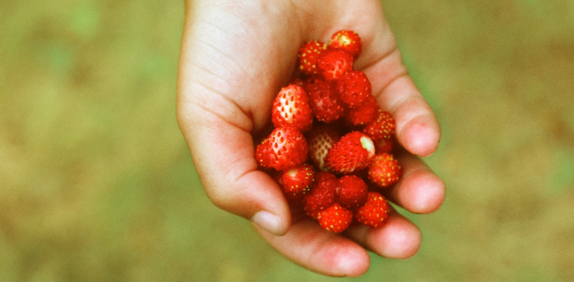 3 nõuannet edukalt maasikaettevõtjalt