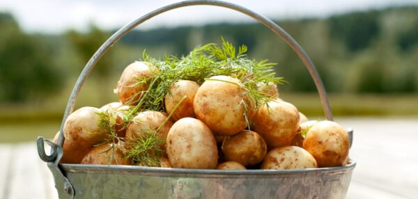 kogumispäevik, säästuretseptid kartulist