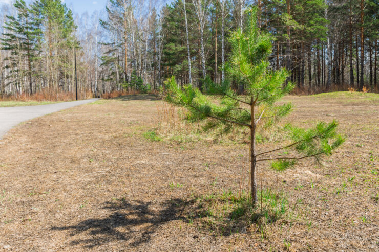Pildil on veel pisike männipuu tee ääres, mets taustal.